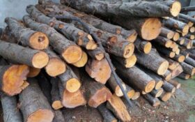 کشف ۲۲ تُن چوب قاچاق در صومعه‌سرا
